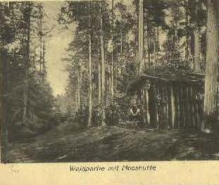 Waldpartie mit Mooshütte